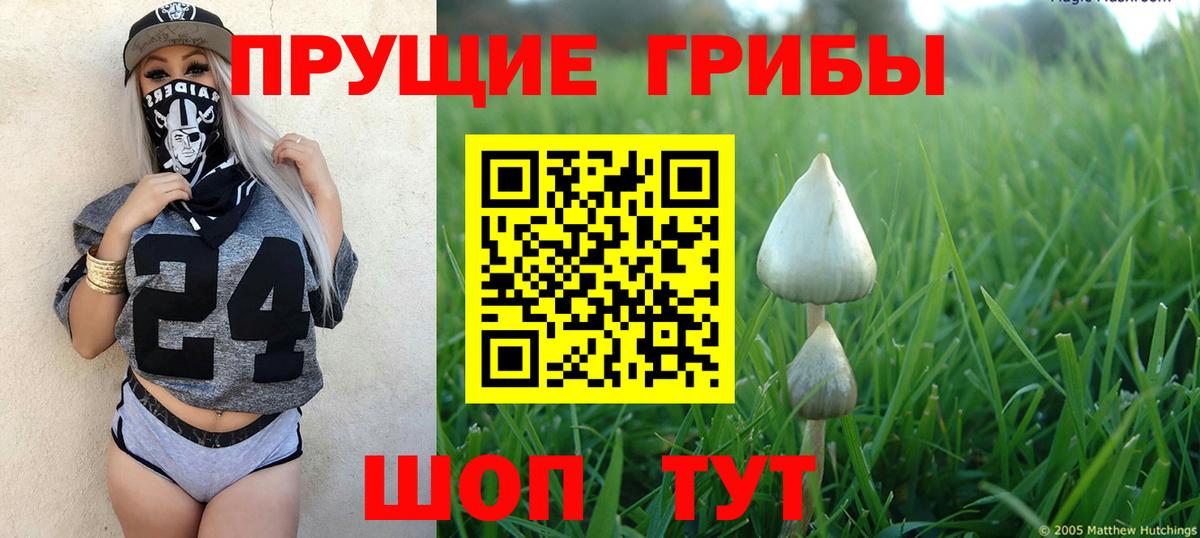 Копейск  Псилоцибиновые грибы Psilocybine cubensis  Вход с VPN 